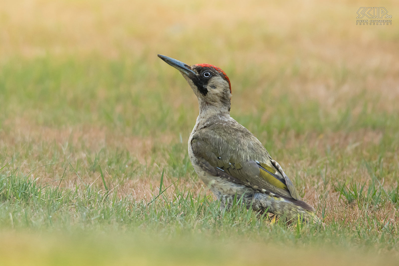 Groene specht Deze zomer kwamen enkele groene spechten (Green woodpecker, Picus viridis) bijna dagelijks onze tuin in Scherpenheuvel bezoeken. Groene spechten zoeken bijna uitsluitend voedsel op de grond en onze gazon was de ideale plaats om mieren te vinden.  Stefan Cruysberghs